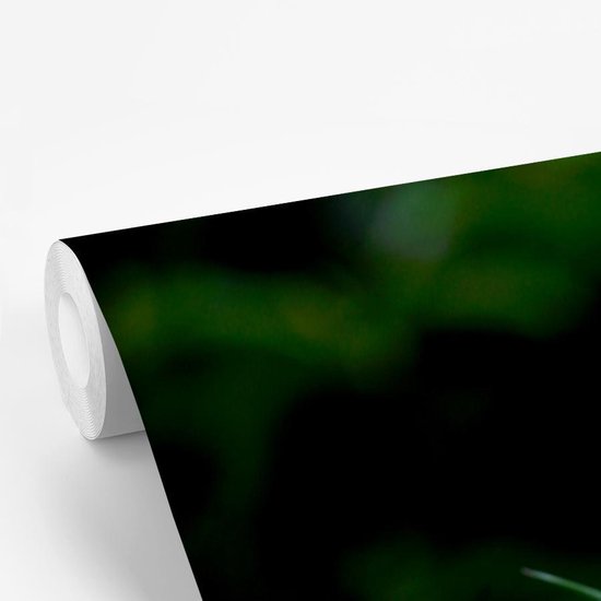 Papier peint vinyle - Deux plantes de nigelle en pleine floraison largeur 150 cm x hauteur 220 cm - Tirage photo sur papier peint (disponible en 7 tailles)