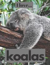 I Love Koalas