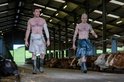 Twee mannen, half ontbloot en met doeken omgeslagen, lopen in een stal tussen koeien.