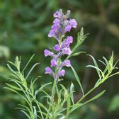 6 x Linaria Purpurea - Vlasleeuwebek pot 9x9 cm- Slanke Purperen Bloeier