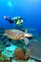 Scuba Diving with a Sea Turtle Adventure Journal