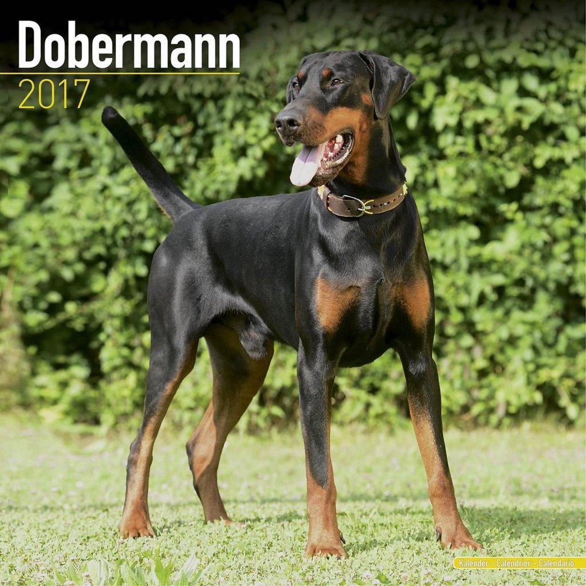 bol.com | Dobermann Kalender 2017