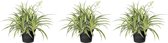 Levende Terrarium chlorophytum Bichetti 5 cm pot per 3 stuks