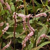 3 x Persicaria Amplexicaulis 'Rosea' - Adderwortel pot 9x9cm