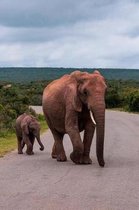Elephant Mama and Baby Crossing the Road Journal