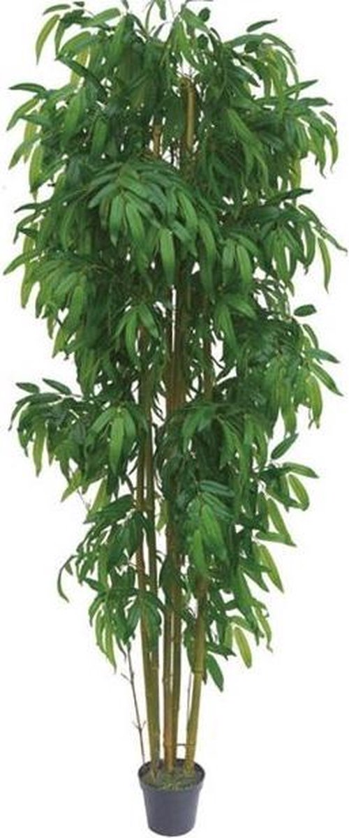 Bambus 210 cm