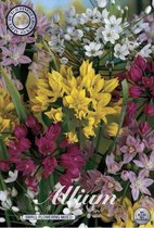 Mixed Small flowering Allium Bloembollen 20 stuks bolmaat 5/6