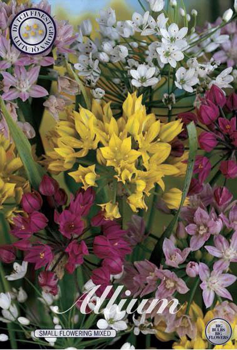 Mixed Small flowering Allium Bloembollen 20 stuks bolmaat 5/6