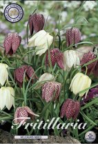 Fritillaria Meleagris Mixed