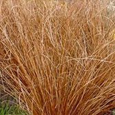 6 x Carex Buchananii - Zegge - pot 9 x 9 cm - Levendigheid in Oranje en Groen