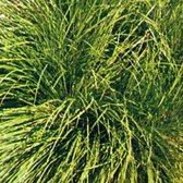 6 x Carex Umbrosa - Schaduwzegge Pot 9x9 cm - Wintergroen Siergras