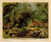 Dieren uit Azië, Orientale Fauna, Vergrote reproductie  door Kaartcadeau.com