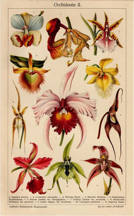 Orchideen II, mooie vergrote reproductie van een oude plaat met Orchidee bloemen uit ca 1920