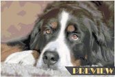 DP® Diamond Painting pakket volwassenen - Afbeelding: Droevige hond - 40 x 60 cm volledige bedekking, vierkante steentjes - 100% Nederlandse productie! - Cat.: Dieren - Honden