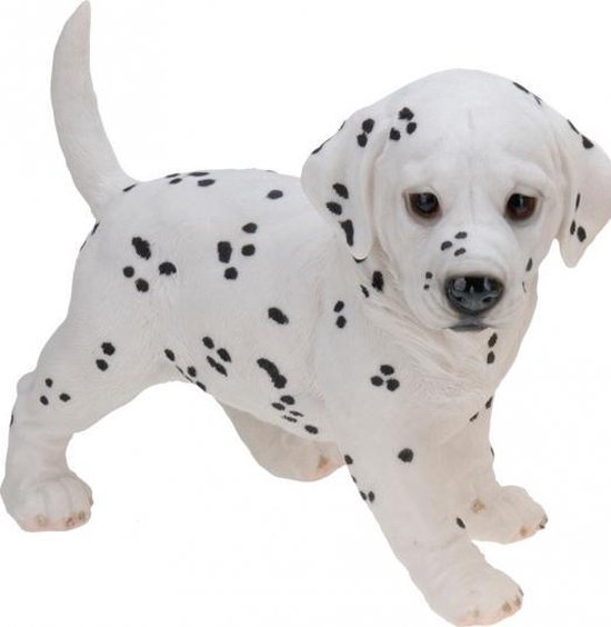 Z1 Dalmatiër beeld, Housevitamin ️ verkrijgbaar bij