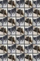 Cats Cats Cats I Love Cats Notepad