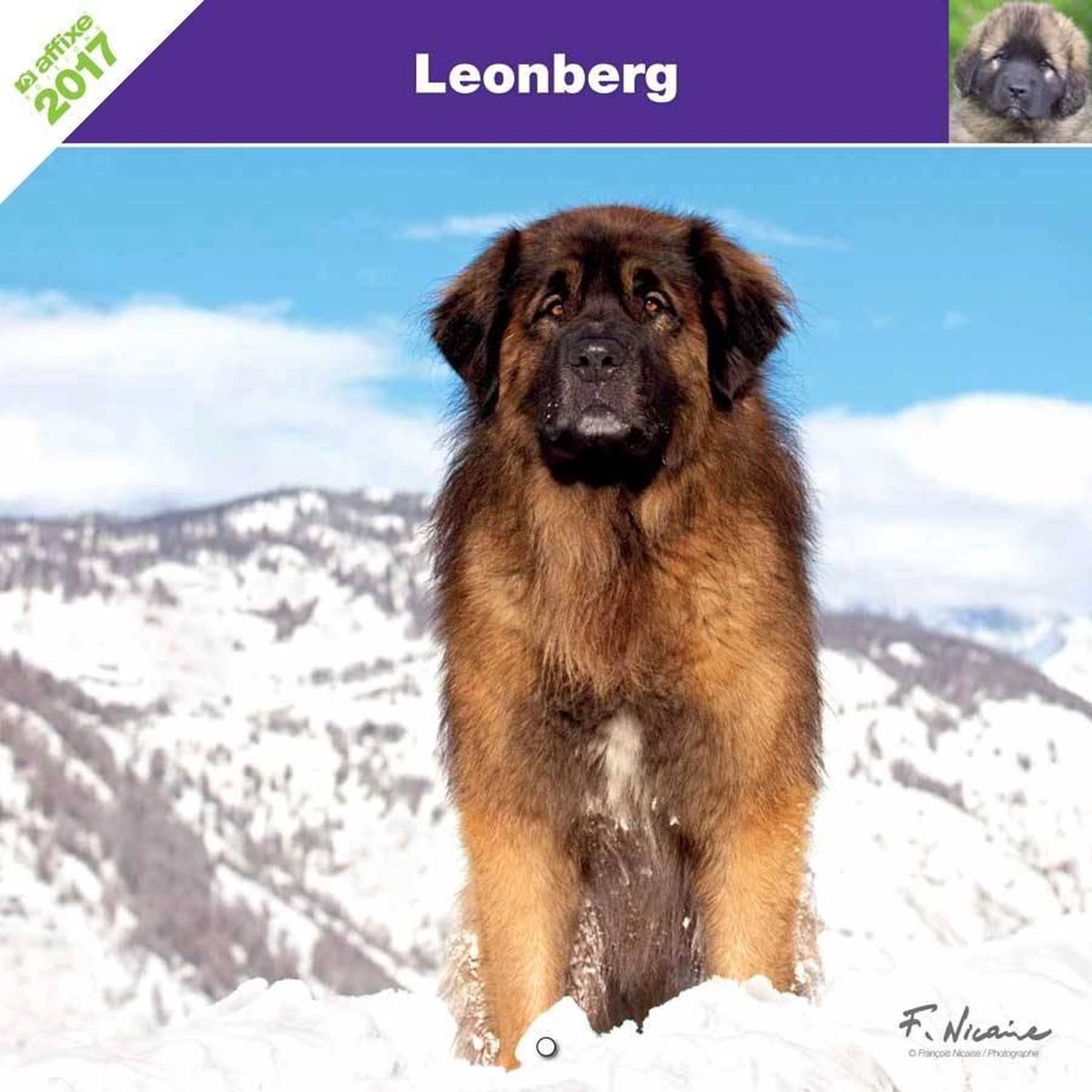 Leonberger Kalender 2021