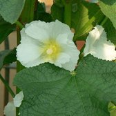 6 x Alcea Rosea 'Alba' - Stokroos Pot 9x9 cm - Elegante Witte Bloemen