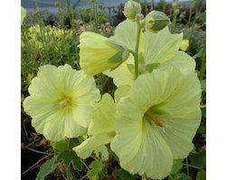 6 x  Alcea rosea 'Aurea' - Stokroos pot 9x9 cm
