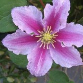 Clematis Piilu - Klimplant  | Roze bloeiend, Meerjarig en Winterhard - 1,5 liter pot