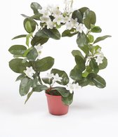 Emerald - Stephanotis ring  - In plastic pot cm - 40 cm - Wit