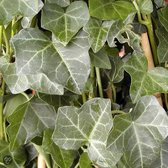 3 stuks  Klimplant - Hedera hibernica - Groen - Hoogte 65cm - Doorsnede pot 15cm