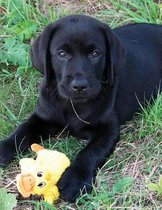 Black Labrador Puppy Notebook
