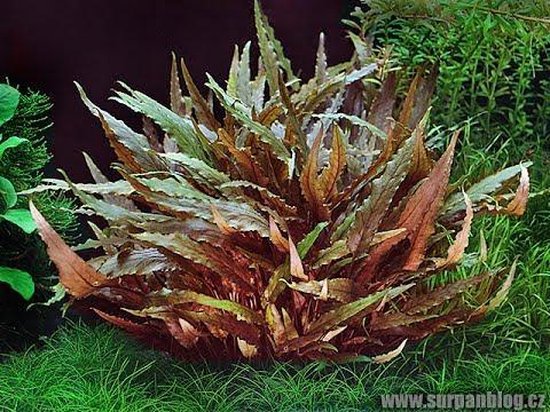 Levende aquariumplant Cryptocoryne wendtii bruin 5 cm pot per 3 stuks |  bol.com