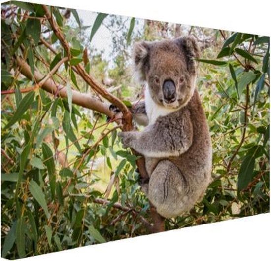 Koala dans un arbre Toile 80x60 cm - Tirage photo sur toile (Décoration murale salon / chambre) / Peintures sur toile Animaux