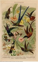 Kolibries, mooie vergrote reproductie van een oude plaat met kolibries uit ca 1910
