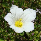 6 x Nierembergia Repens - Witte Beker pot 9x9cm - Witte bloemen, laagblijvend