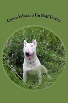 Como Educar a Un Bull Terrier