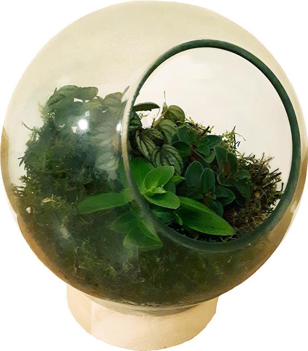 Glazen bol met 3 mini plantjes en mos. Ecosysteem voor planten. | bol