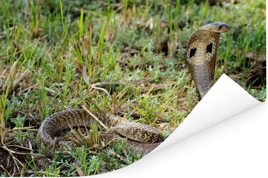 Serpent Cobra dans l'herbe verte Poster 90x60 cm - Tirage photo sur Poster (décoration murale salon / chambre) / Poster Animaux sauvages
