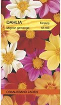 Oranjebandzaden -  Dahlia, Mignon gemengd