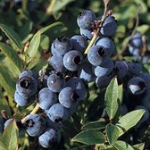 Vaccinium Corymbosum - Blauwbes - 30-40 cm in pot: Fruitstruik met heerlijke blauwe bessen en mooie herfstkleuren.