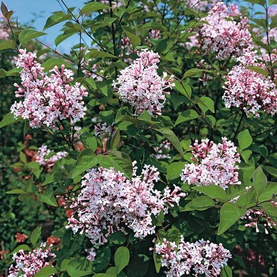 Syringa Microphylla 'Superba' - Syringa microphylla 'Superba' 40-60 cm pot