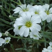 6 x Cerastium Tomentosa Columnae - Hoornbloem Pot 9x9 cm - Witte Bloemen