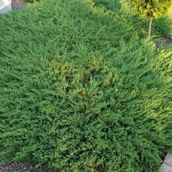 Foto: Juniperus horizontalis andorra compact kruipende jeneverbes 25 30 cm pot