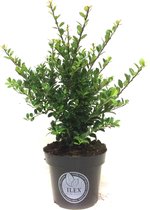 5 x Ilex crenata Dark green® 20-30 cm = 1 meter haag