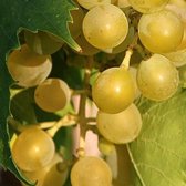 Witte druif - Vitis 'Vroege van der Laan' - kleinfruit - fruitstruik - zelf fruit kweken - druiven - 3 stuks