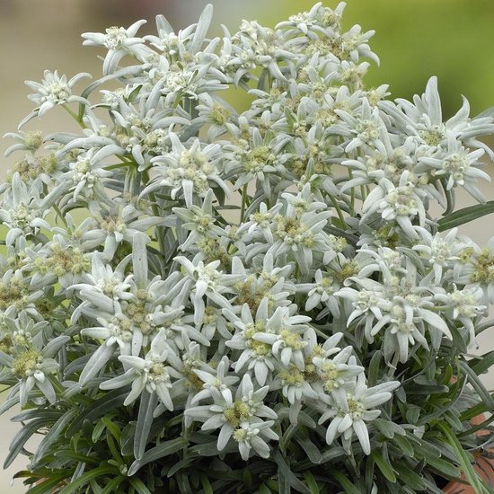 12 x Leontopodium alpinum - Edelweiss in 9x9cm pot met hoogte 5-10cm |  bol.com