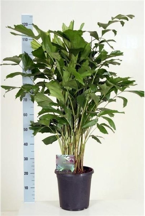 Caryota Mitis - binnen palm - 120cm hoog