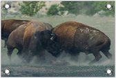 Tuinposter –Vechtende Buffels– 120x80 Foto op Tuinposter (wanddecoratie voor buiten en binnen)