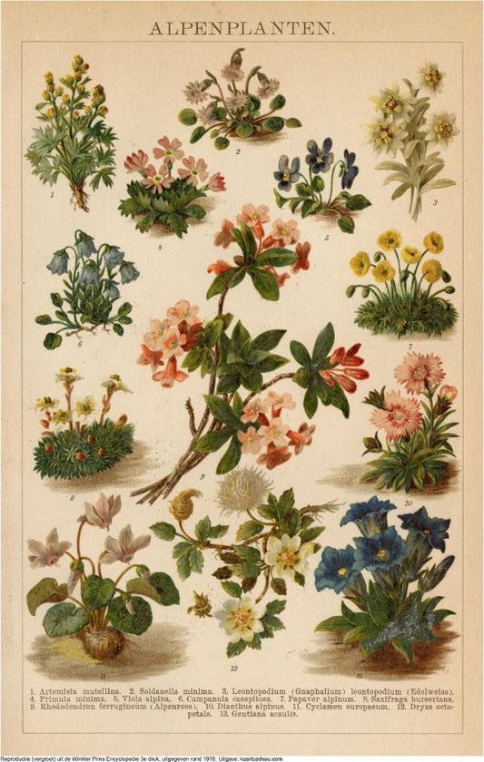 Alpenplanten, mooie vergrote reproductie van een oude plaat met Alpenplanten uit ca 1910