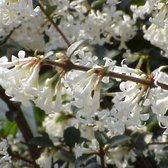 Osmanthus Delavayi - Schijnhulst - 30-40 cm in pot: Groenblijvende heester met geurende witte bloemen.