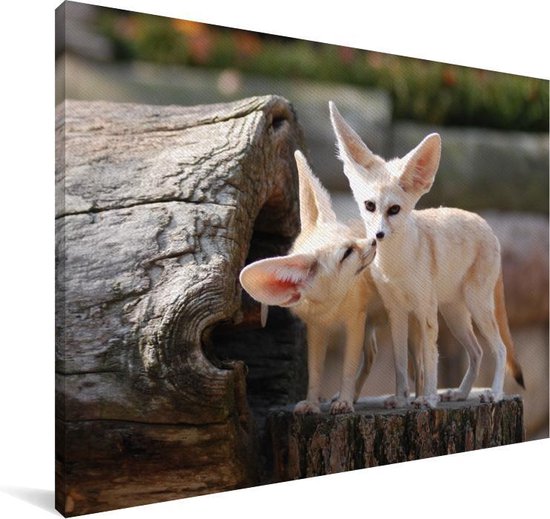 Deux adorables renards Fennec sur un tronc d'arbre Toile 180x120 cm - Tirage photo sur Toile (Décoration murale salon / chambre) / Animaux sauvages Peintures sur toile XXL / Groot format!