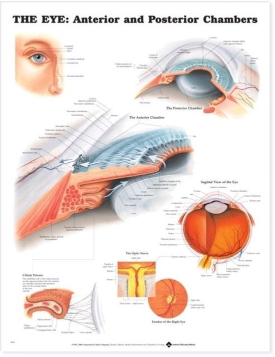 The Eye