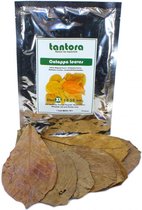 Tantora Catappa blad XL 50 st