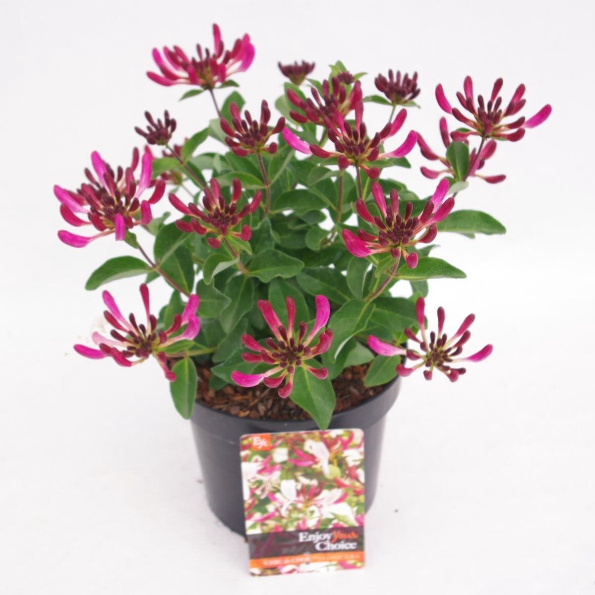 4x Lonicera 'Little Honey' - Kruipende kamperfoelie in 2 liter pot met planthoogte 10-20cm